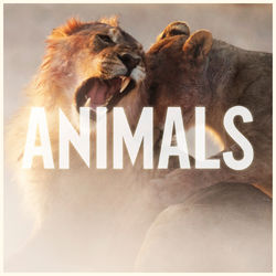 Animals - Gerilja