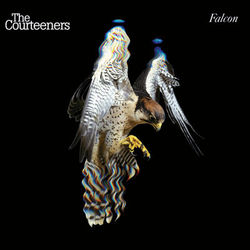 Falcon - The Courteeners